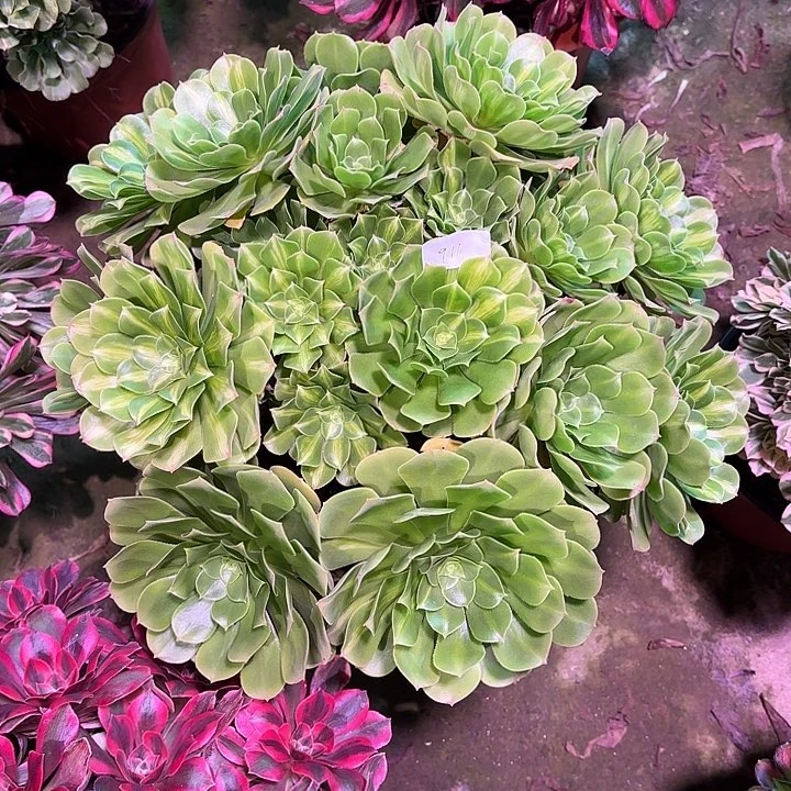 多肉植物翡翠琉璃00911