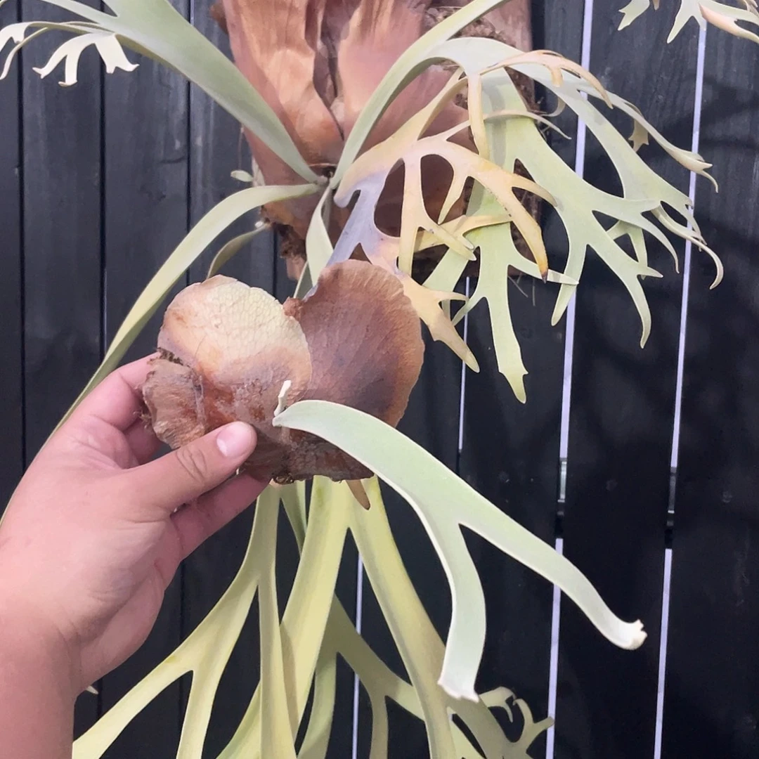 完全开放台月鹿角侧