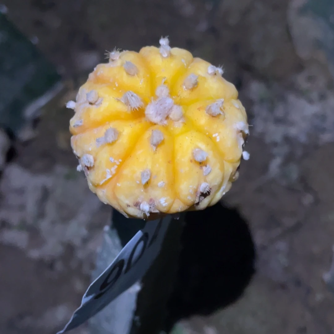 全部花朵仙人球开花904 仙人球