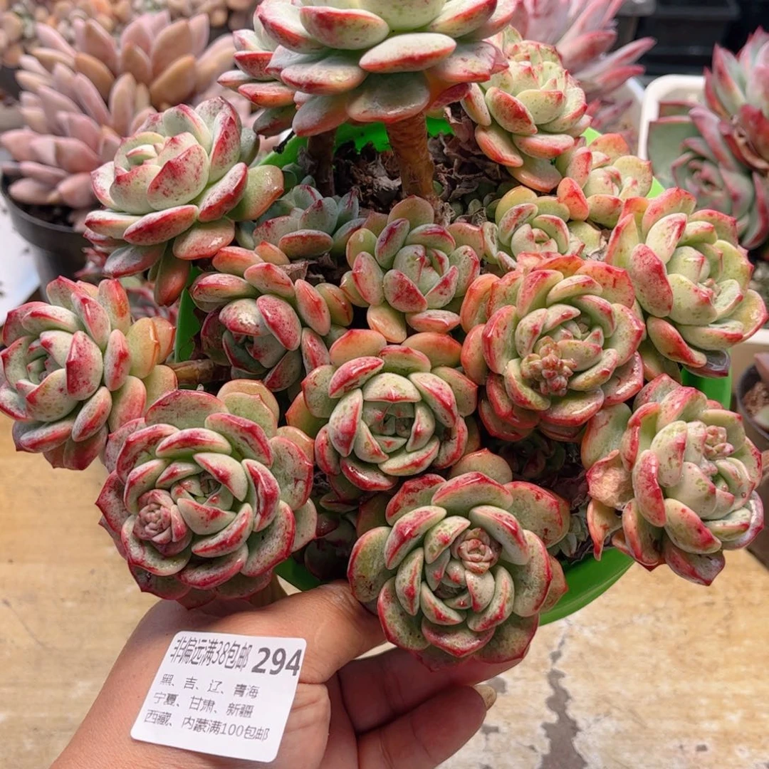 294香草德华多肉