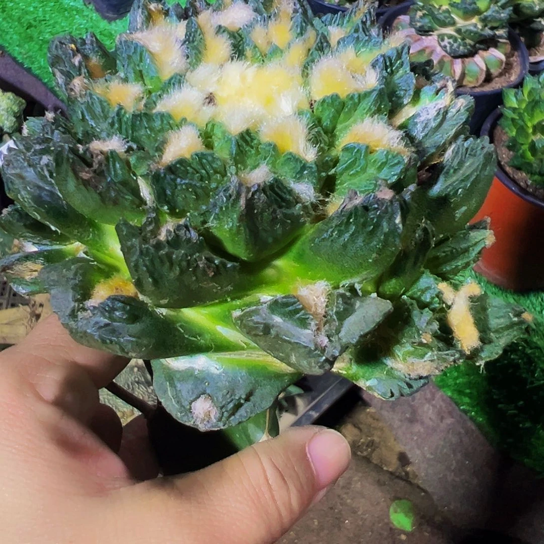 无花朵福利翘尤龟甲牡丹带两芽360