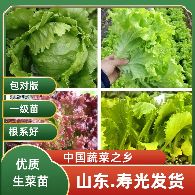 山东寿光大速生菜苗意大利直立生菜各种菜种子阳台有机优质四季