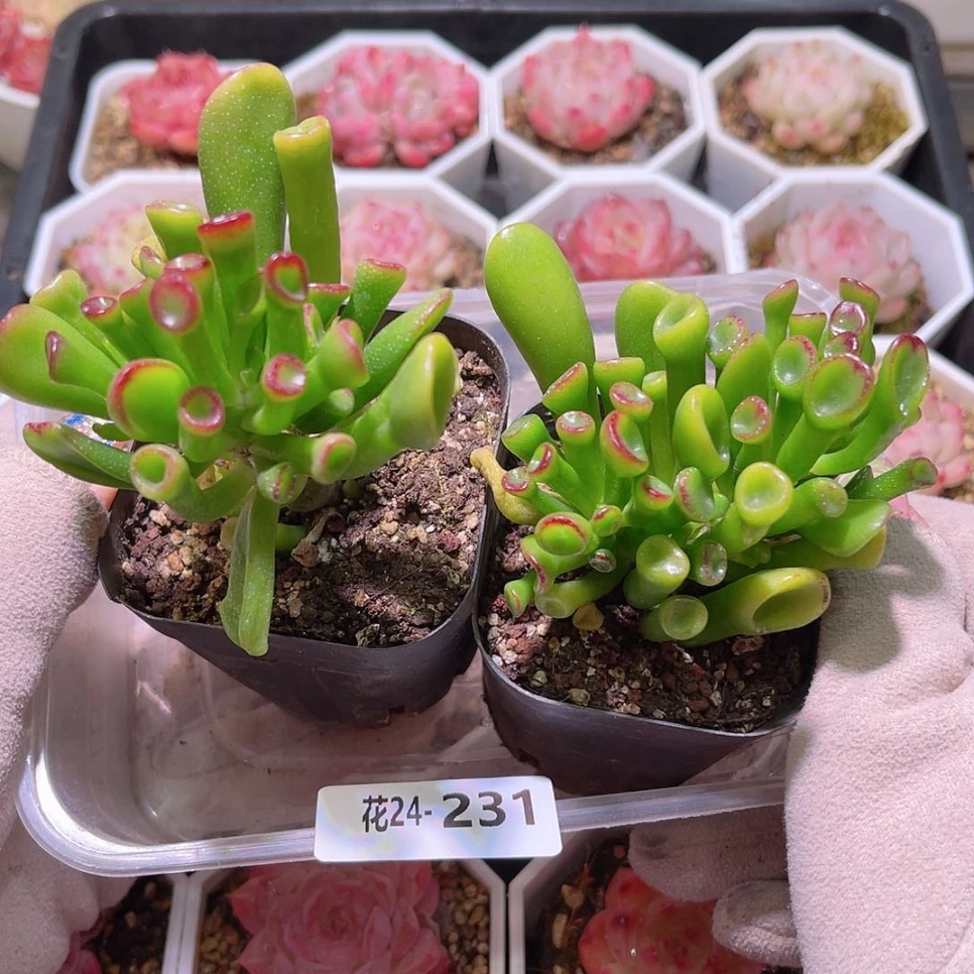 花利美24-231吸财树2颗