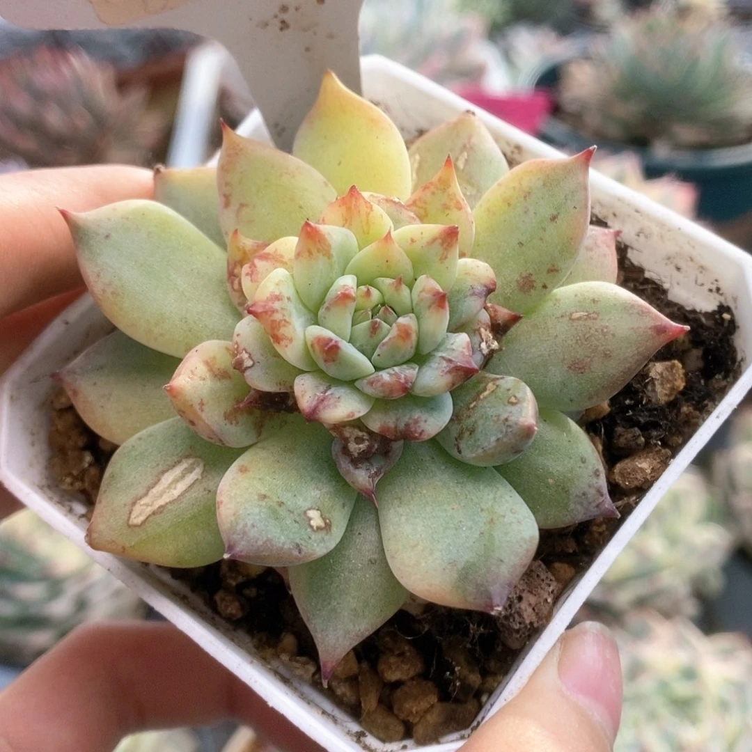 M****H373锦锦锦锦锦锦锦