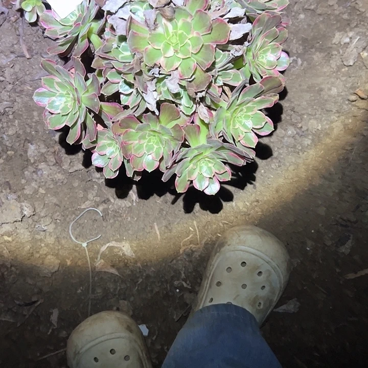 不售后法师一物一拍61