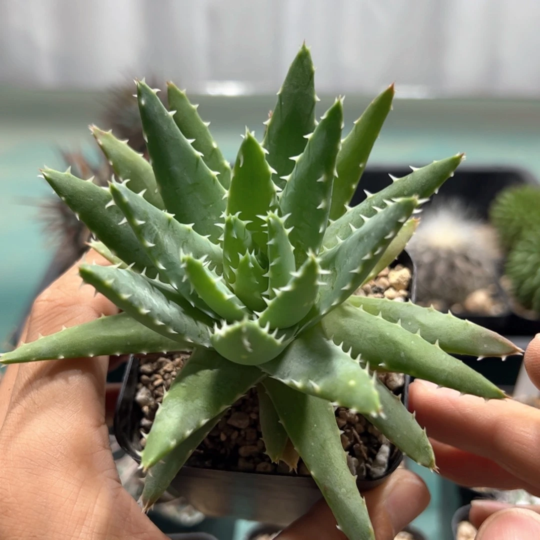 姬龙山芦荟 侧芽繁殖脱土发货