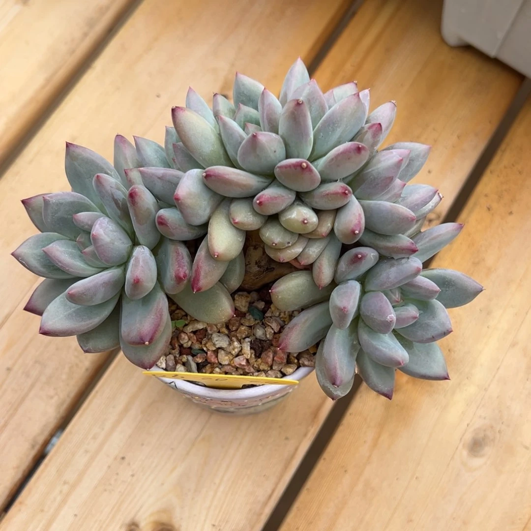 06-20-24薪水朵朵缀多肉植物