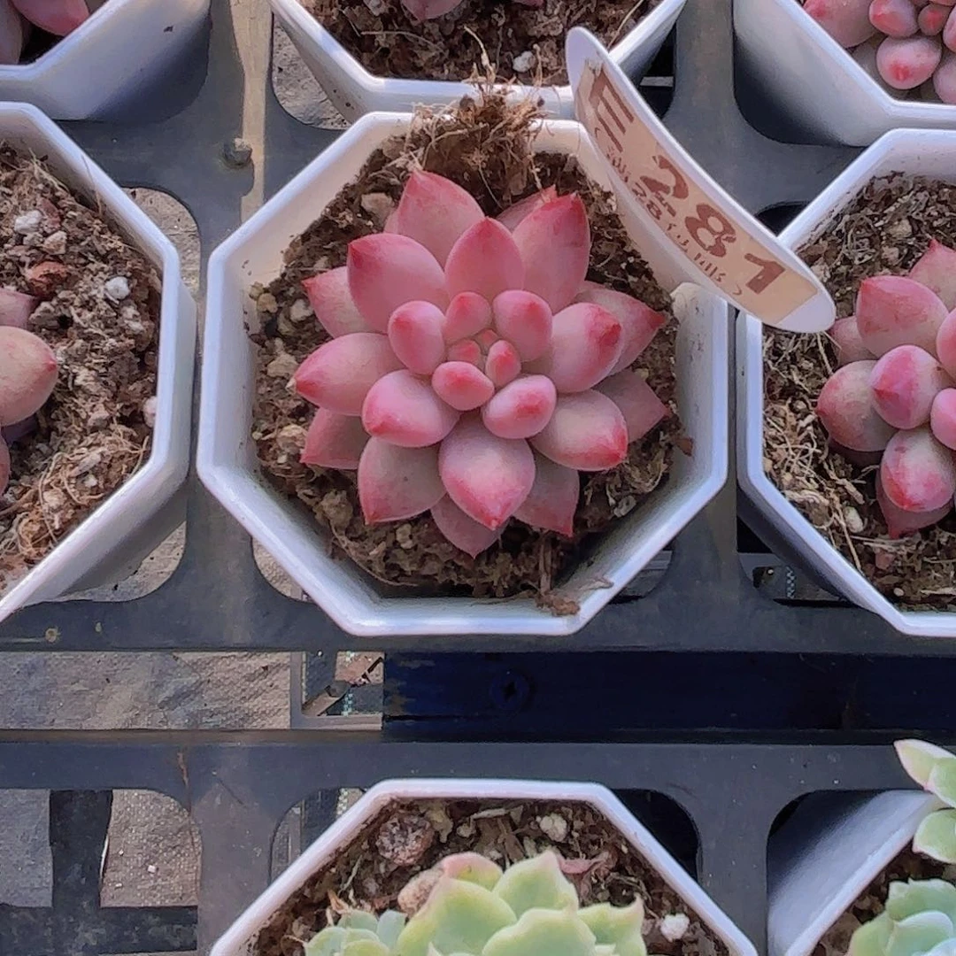 E281虞美人一物一拍