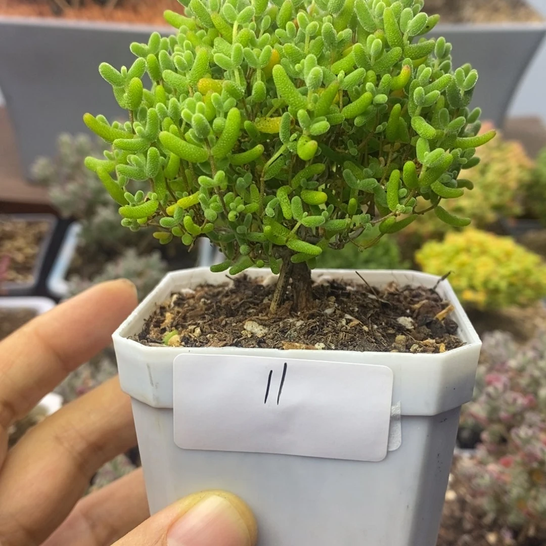 11蜜橘糖球枝干番杏