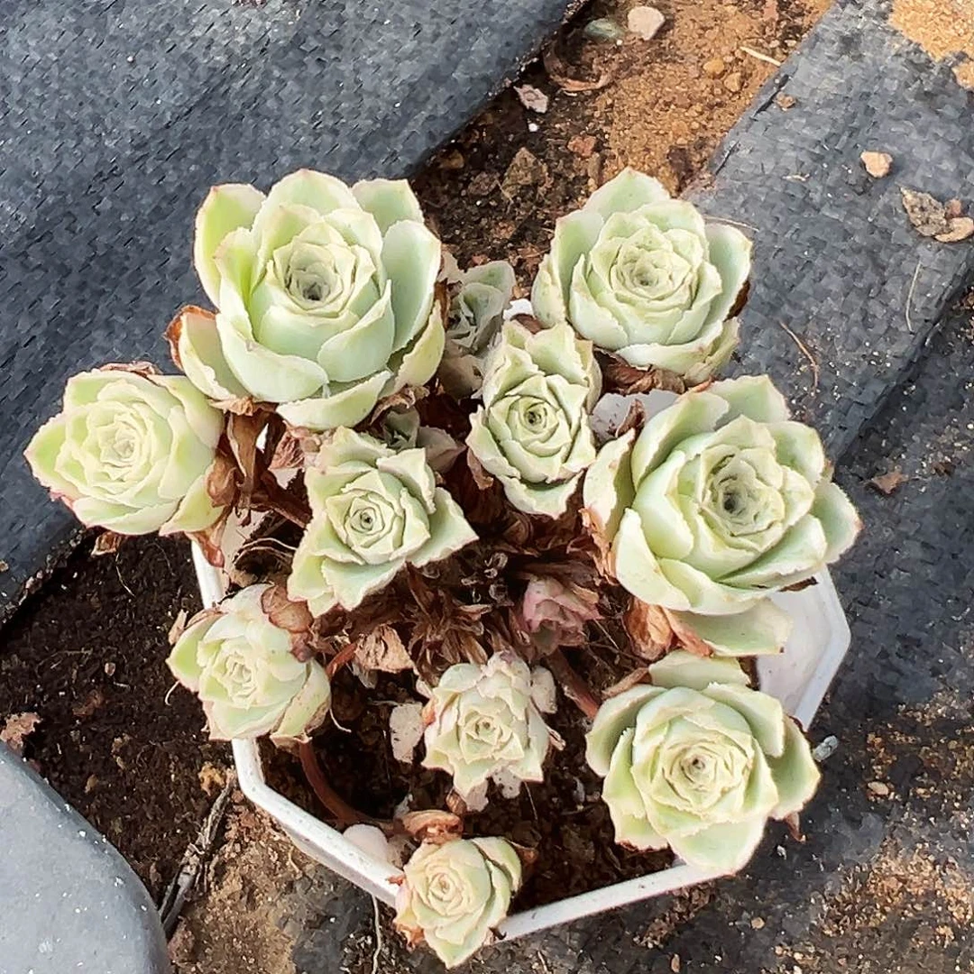 山地玫瑰锦秋夕11月6日302号