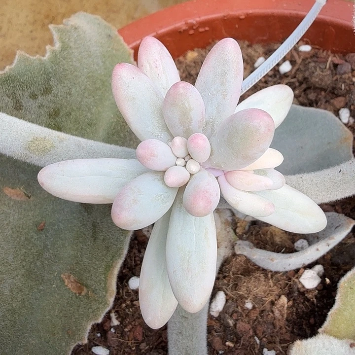 婴儿手指锦腹轮锦带侧芽