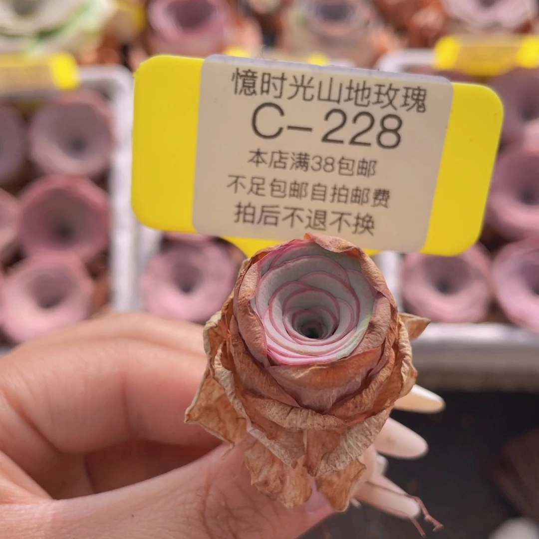 山地玫瑰C228满38包邮裸根发货