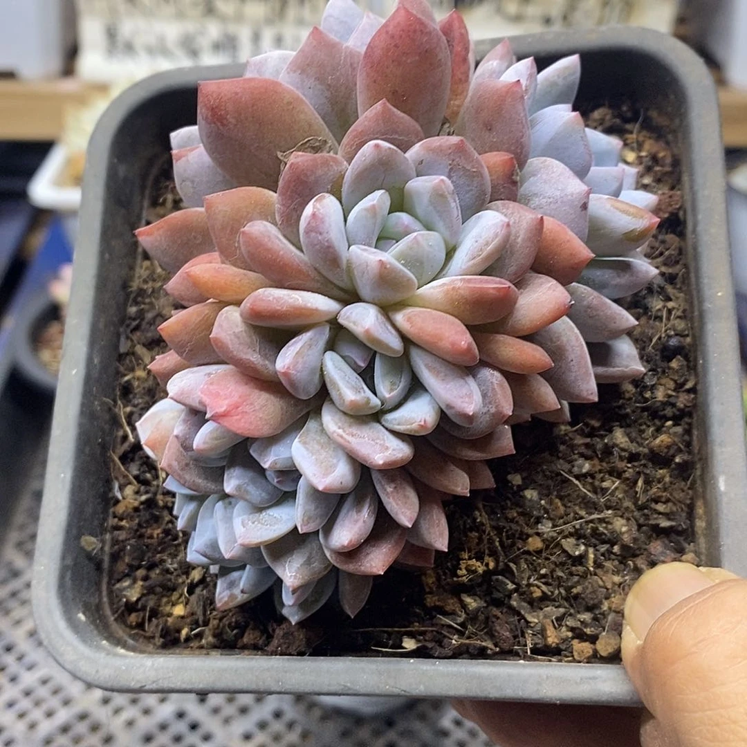 1355 血橙朵朵缀