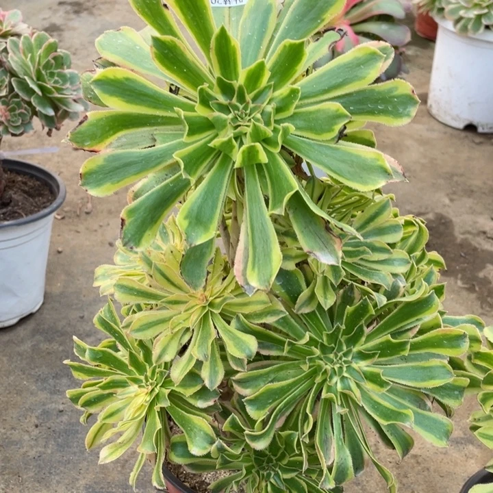 276夕颜多肉123445789