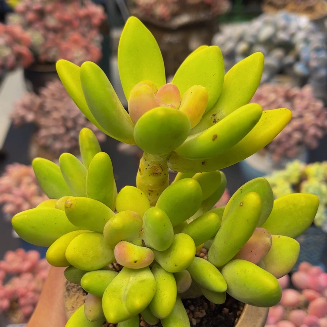 398-芒果奶多肉10cm
