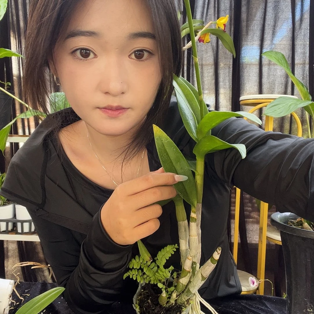 当前无花朵，栽培后可花朵8037