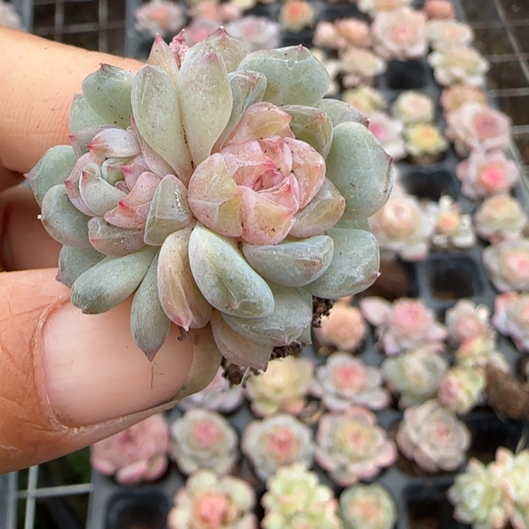 多肉小卡拉米糖心一物一拍