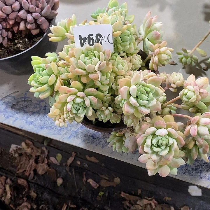 a***a394桃酥多肉植物多肉