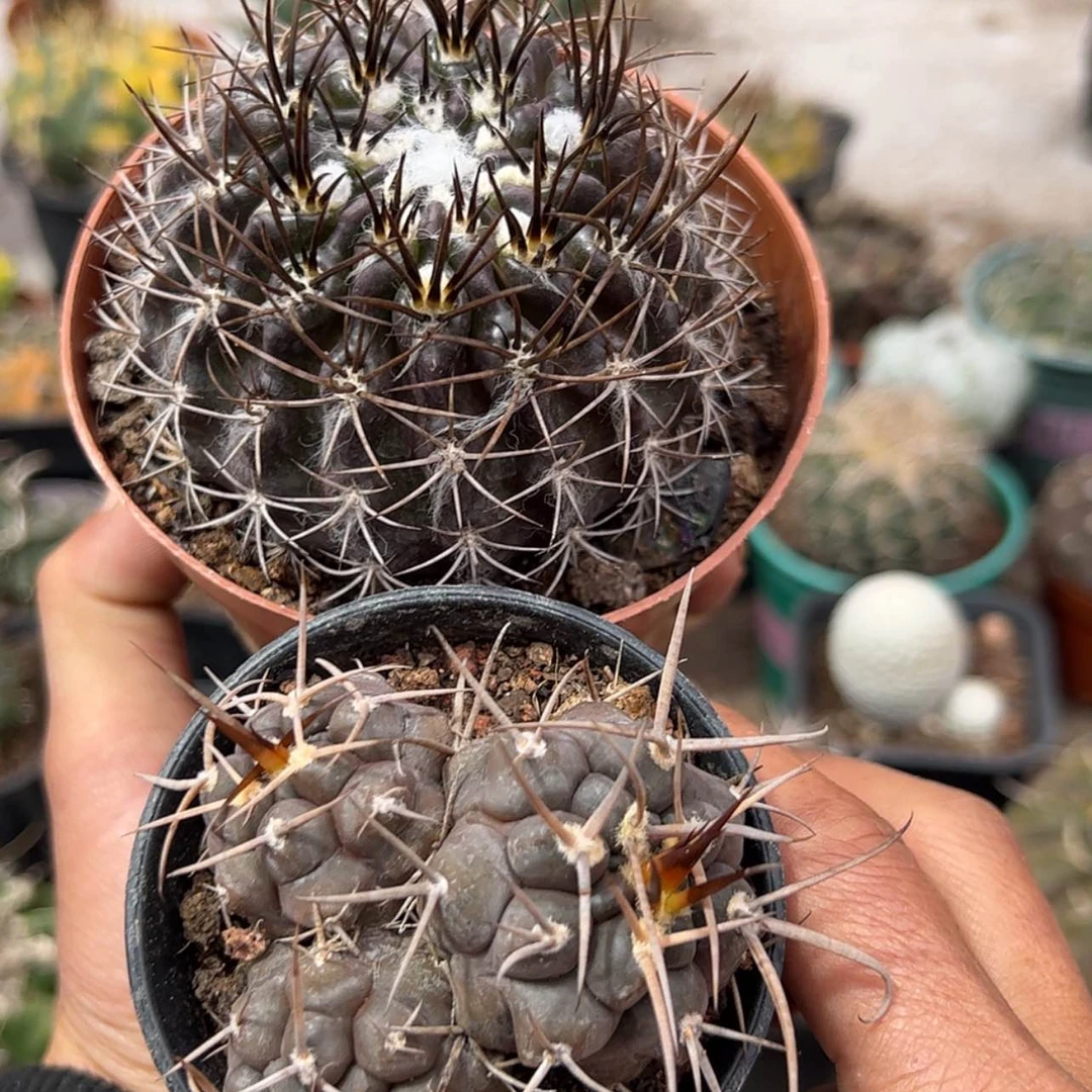 【闪购商品】实生仙人球