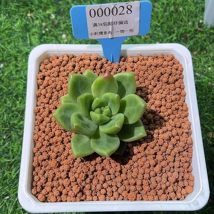 美人新品一物一拍28