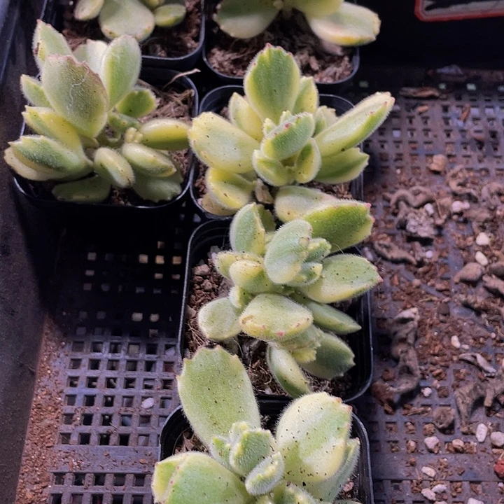 白熊2.8带盆土发货