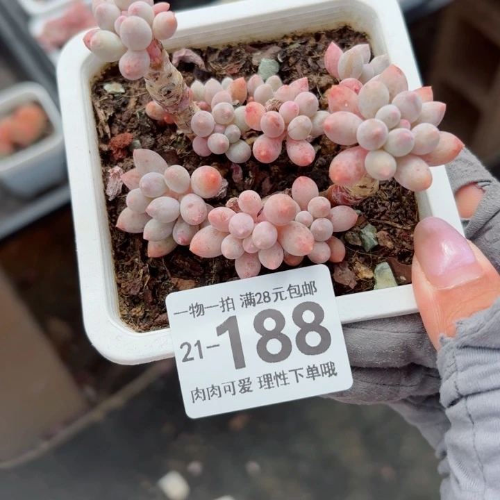 婴儿手指无盆土发货多肉多肉
