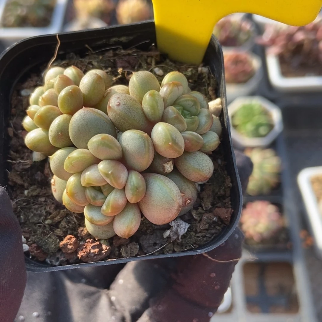 1856葡萄多肉植物保护