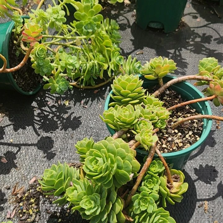 吉***！绿蔷薇一颗脱土发货