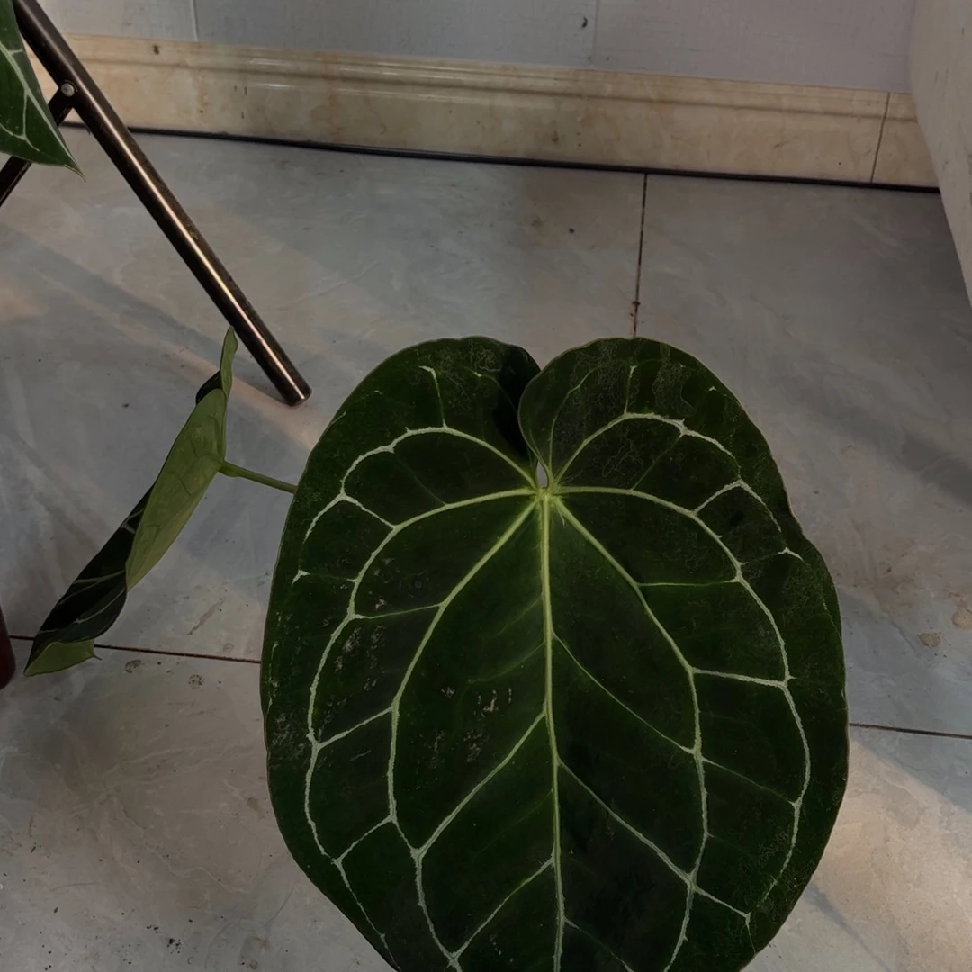 不开花植物圆脸黑水晶