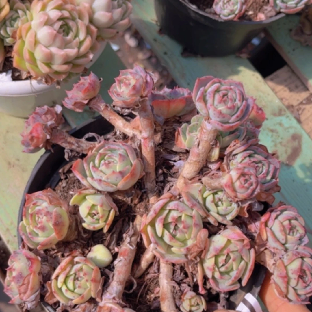 【闪购商品】赛康达多肉0630