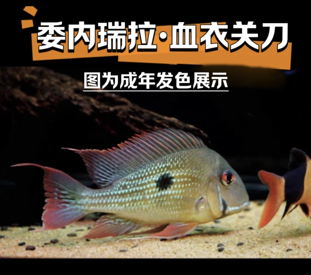 委内瑞拉血衣关刀 淡水观赏鱼好养耐活