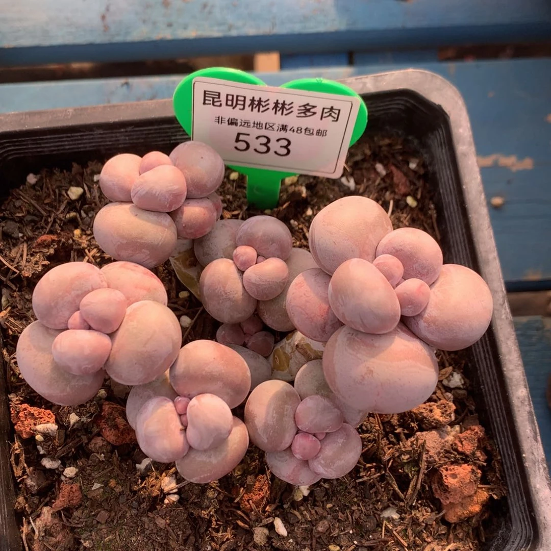 ?****࿐烟美人无砍老桩533