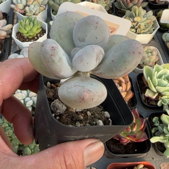 607原始奶一物一拍多肉