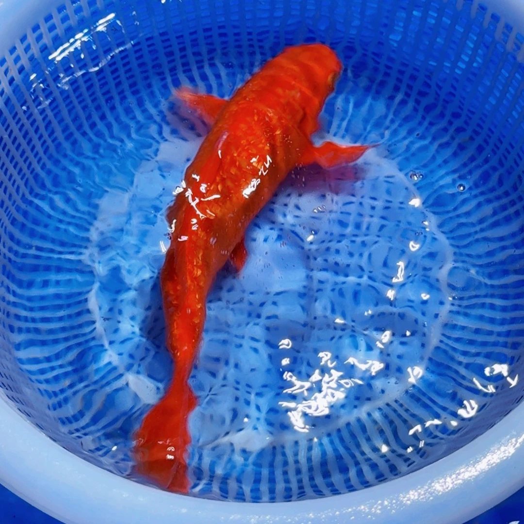 锦鲤精品甄选血统锦鲤