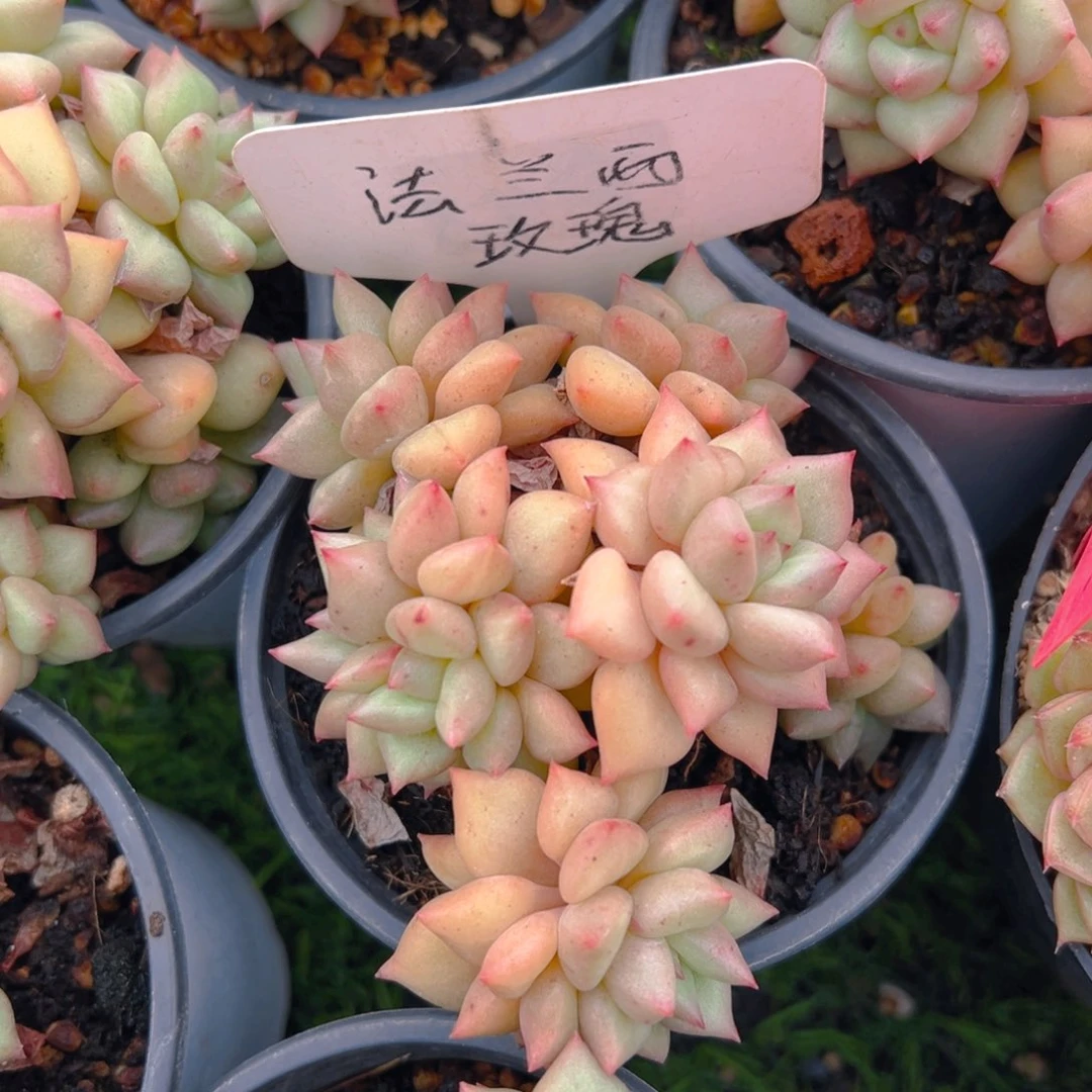 福利来了来了打个电话