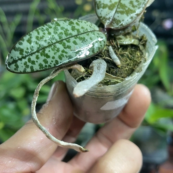 当前无花栽培后可以开花西雷利1.7