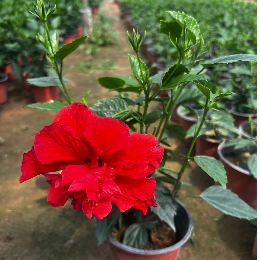 丹麦木槿花 进口重瓣大花阳台庭院盆栽花卉