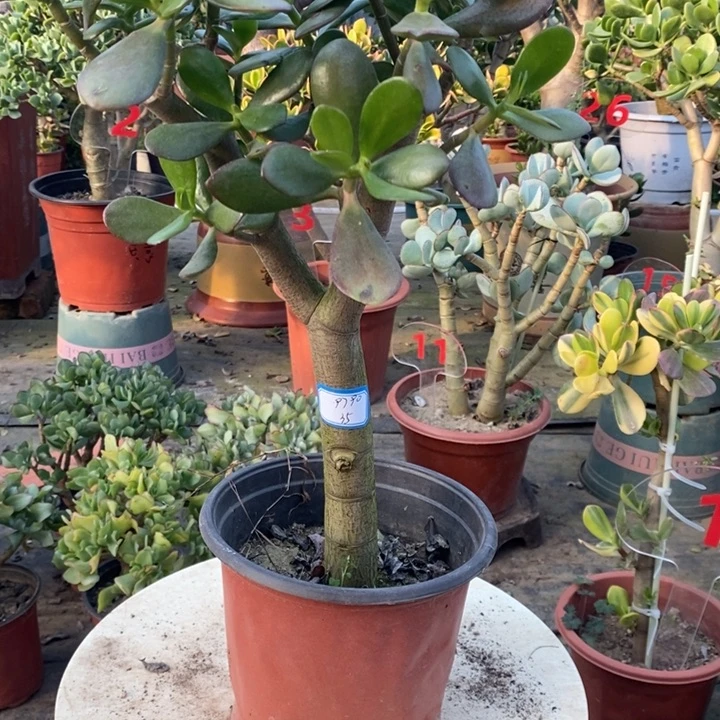 红叶玉树一物一拍