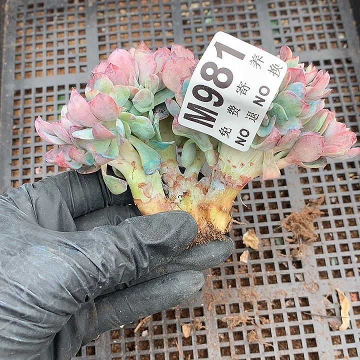霞光缀化 多肉植物25号左右发