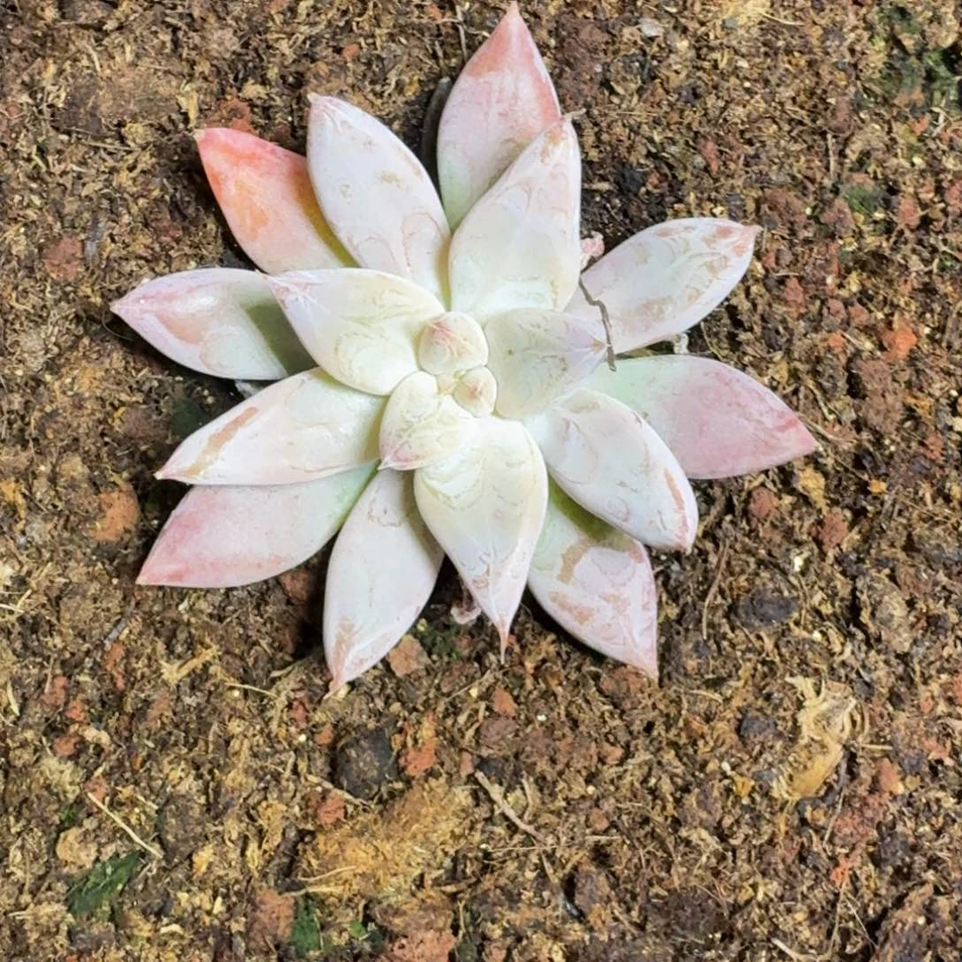 杜里万 优先  一物一拍