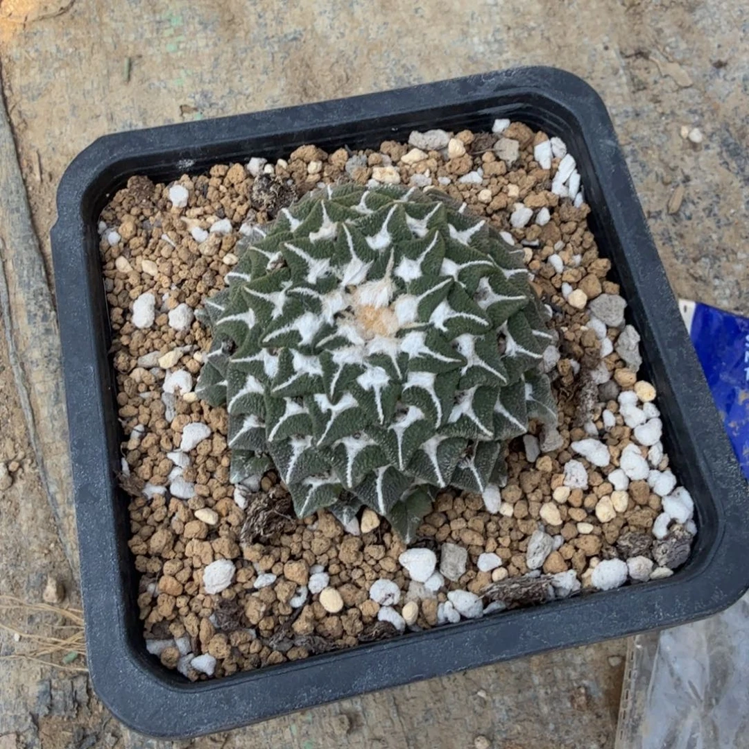 m***n仙人球开花一个福利品