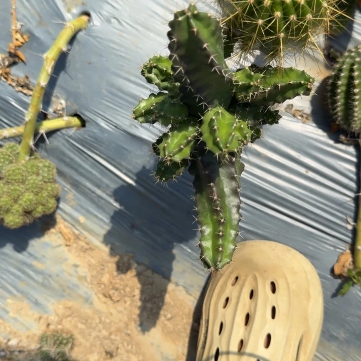 用***4苗接美花角仙人球801