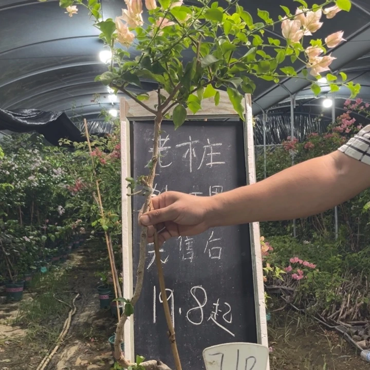 无花朵三角梅三角梅710