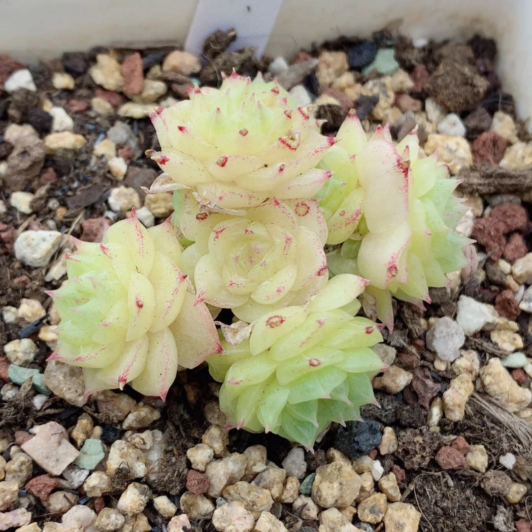 哈哈58包邮  群生不包整24