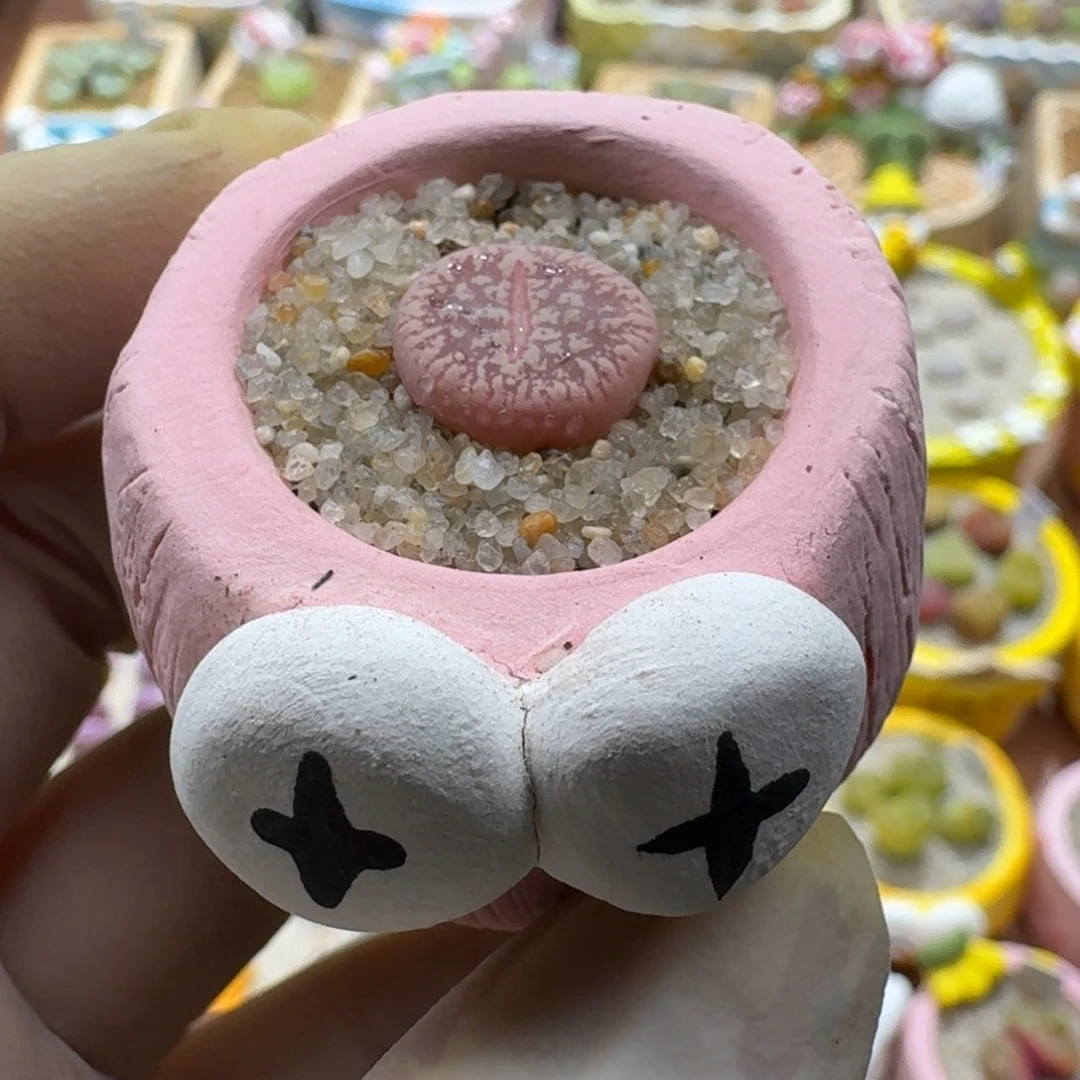 *****1206-064连盆带花