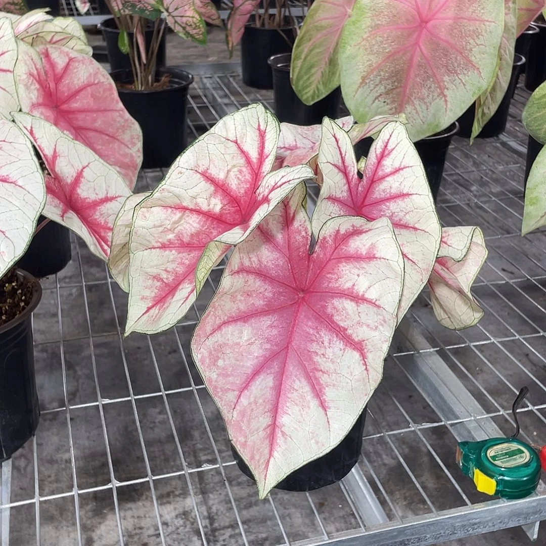 不开花植物幻想曲进口彩叶芋
