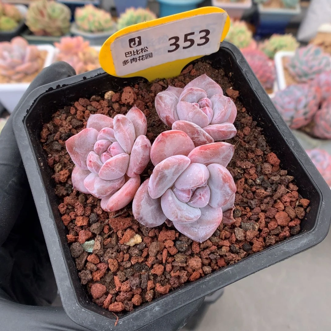 353 石榴籽星影多肉