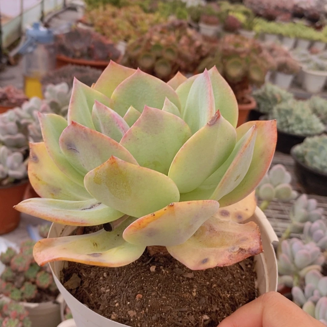 白凤大单头老桩多肉