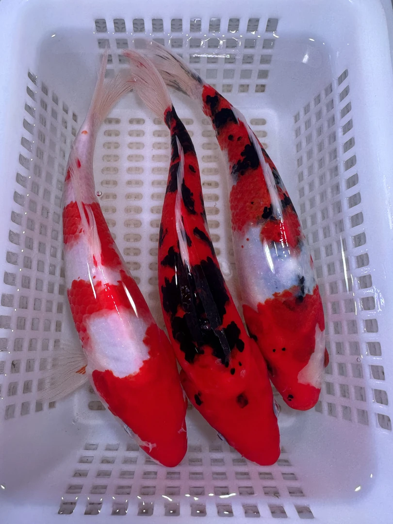 【三条装】红白1大正1奶牛1锦鲤观赏鱼淡水鱼冷水鱼顺丰包邮