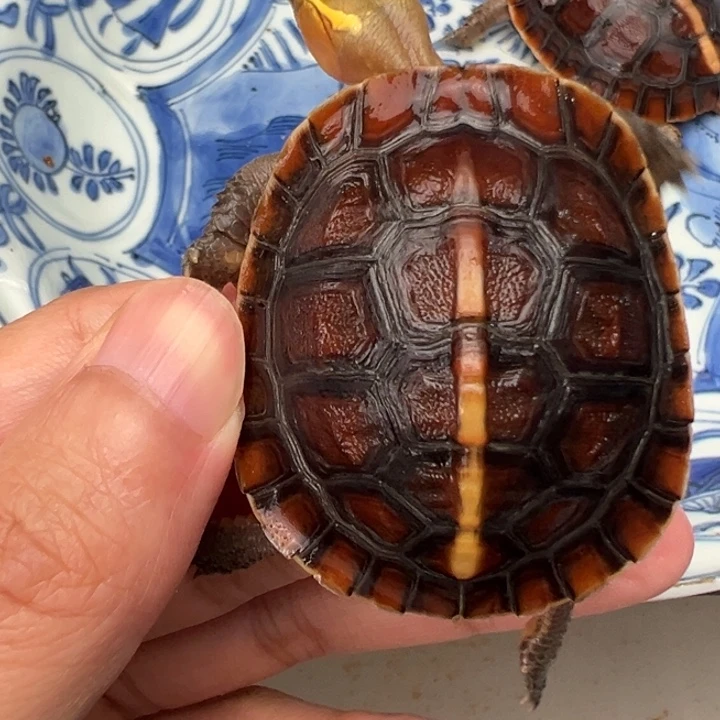 母绿毛龟会**鱼啦啦了